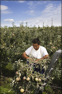 Migrant worker working in a peach field.